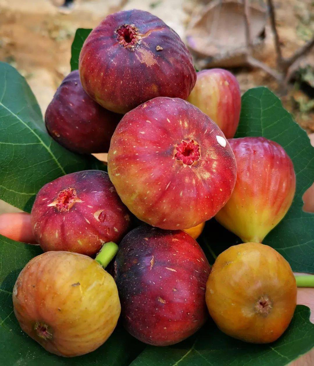 富硒水果上新了新鲜香甜美味多汁快收好这份采摘指南