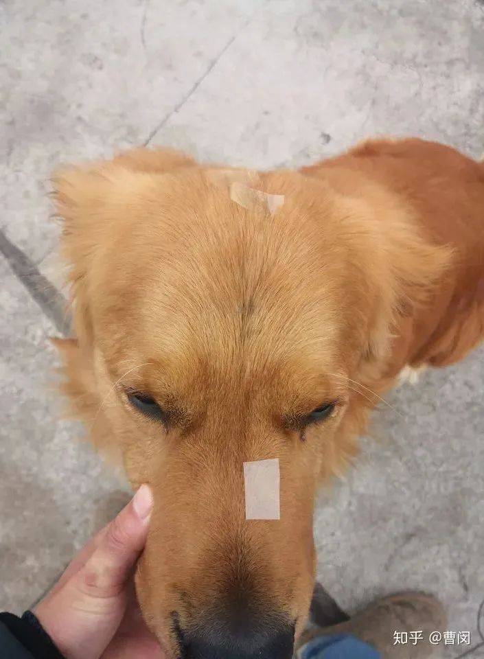 當普通狗狗看到警犬時，會覺得是警察來了嗎？ 萌趣萌寵 第4张