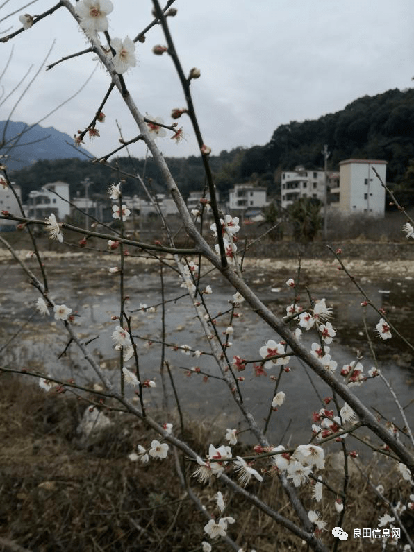 揭西青梅花傲寒怒放,赏梅趁早!_手机搜狐网