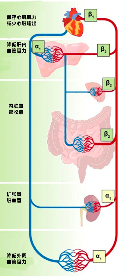 降低门静脉高压的药物只有非选择性 β 受体阻滞剂?使用时应该注意啥