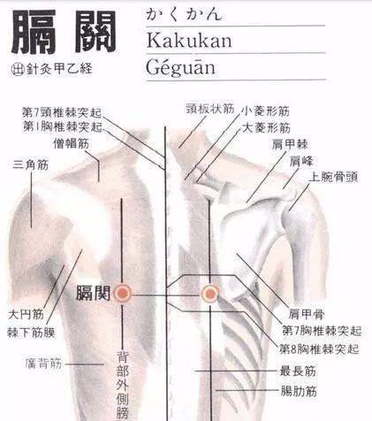 人体常见50个穴位位置作用按摩手法图文取穴纯干货