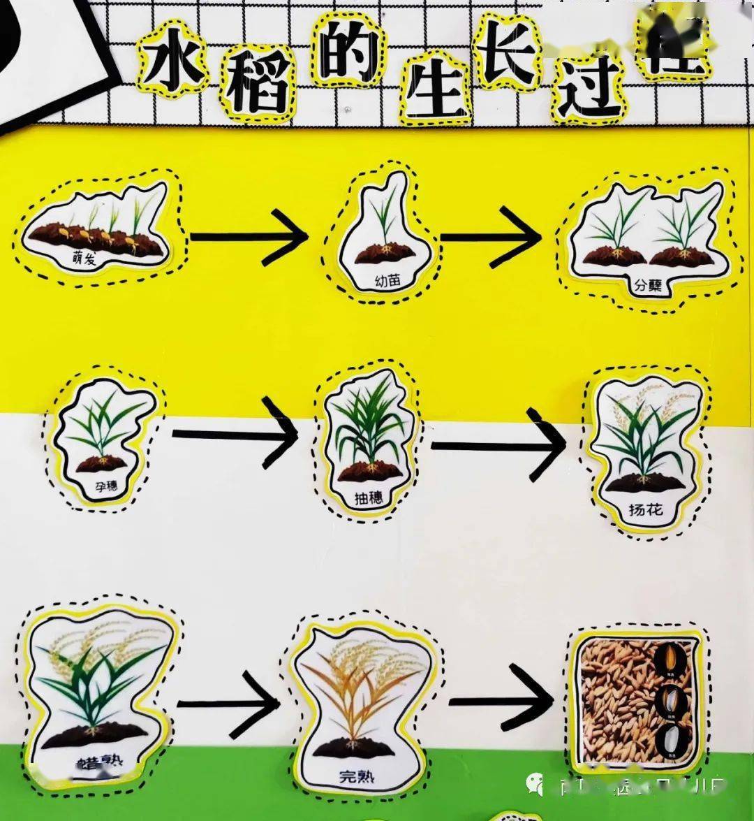 2,稻谷,我看过,摸过,剥过3,真正的偶像——"水稻之父"袁隆平爷爷4,"