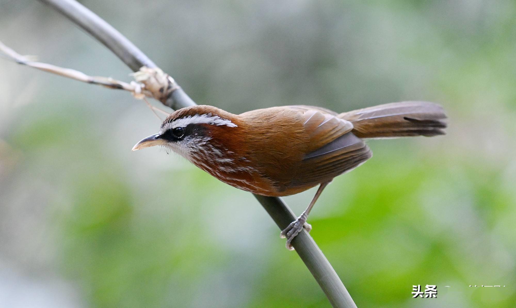 竹枝上的棕颈钩嘴鹛 褐色