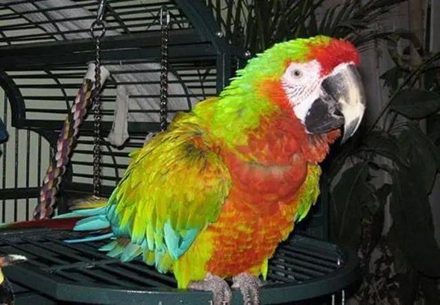 混种金刚鹦鹉就是人工培育的精品,这6种让人看了还想看,收藏_杂交