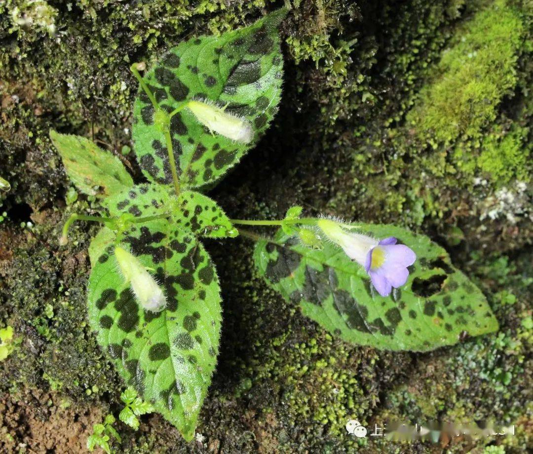 斑叶唇柱苣苔