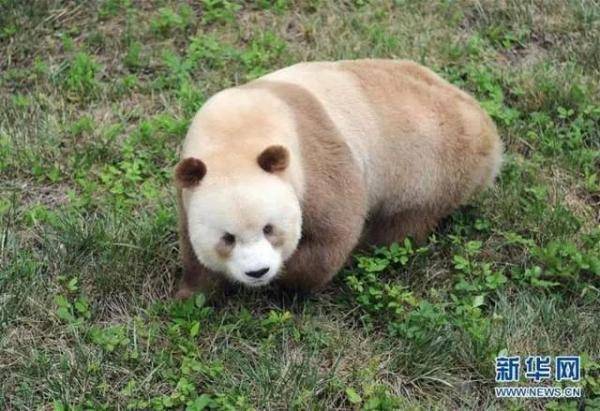 白化野生小熊猫图片