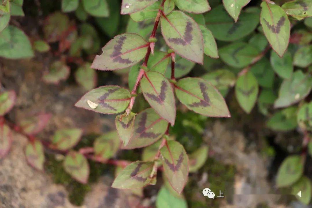 红车轴草"v"形斑纹区域形状如字母"v",如红车轴草,头花蓼等.