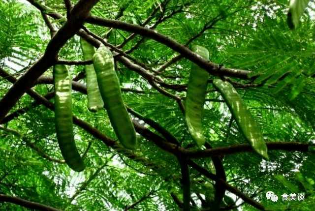 在日常生活中,人们经常使用皂角,其实皂角还有一个非常好的作用,就是