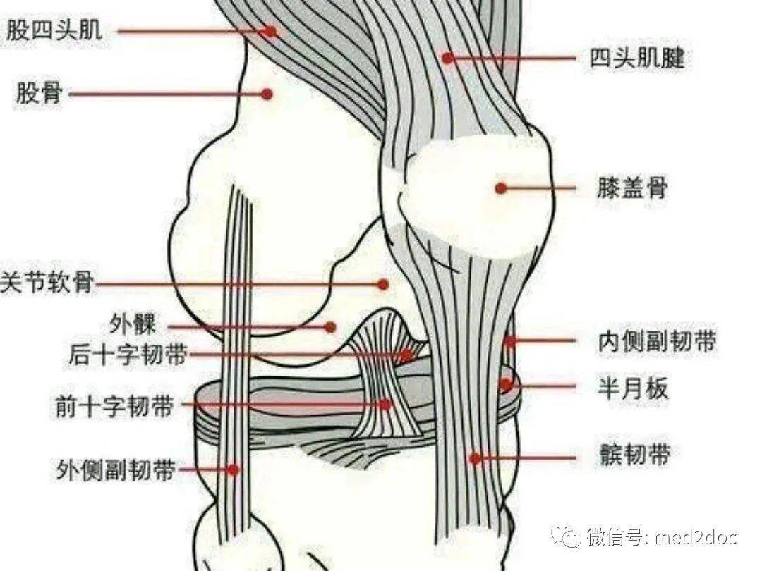 膝痛 这5处部位求救信号很多人都不知道 膝关节