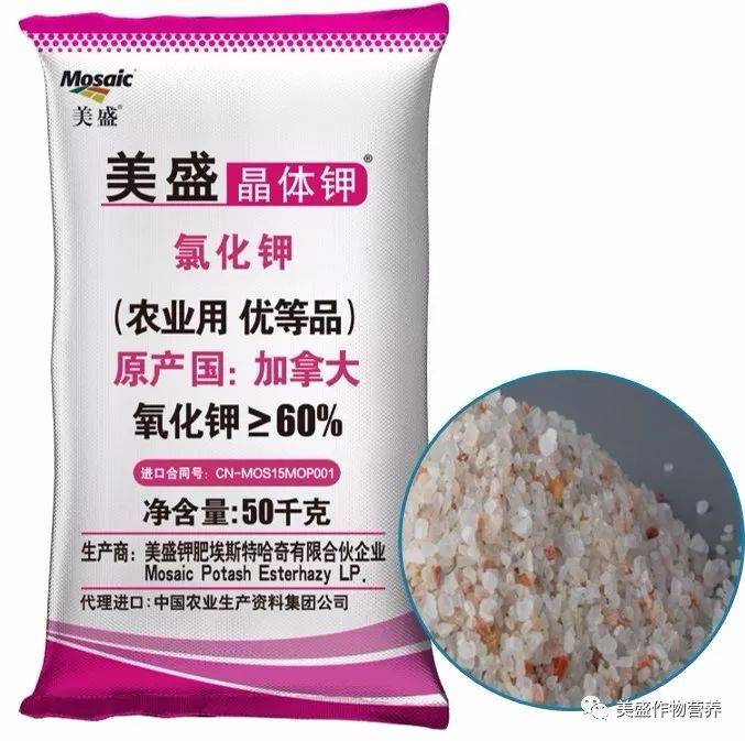 美盛晶体钾配肥甘蔗高产无空心
