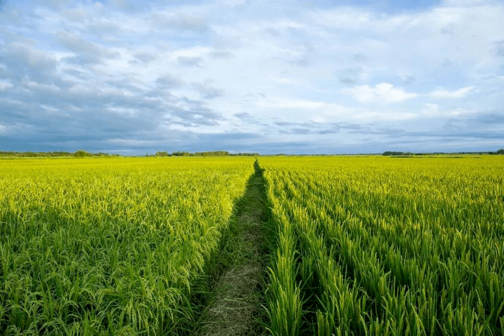 粮食换人口_节约粮食手抄报