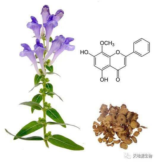 黃芩提取物用於化妝品中有哪些作用