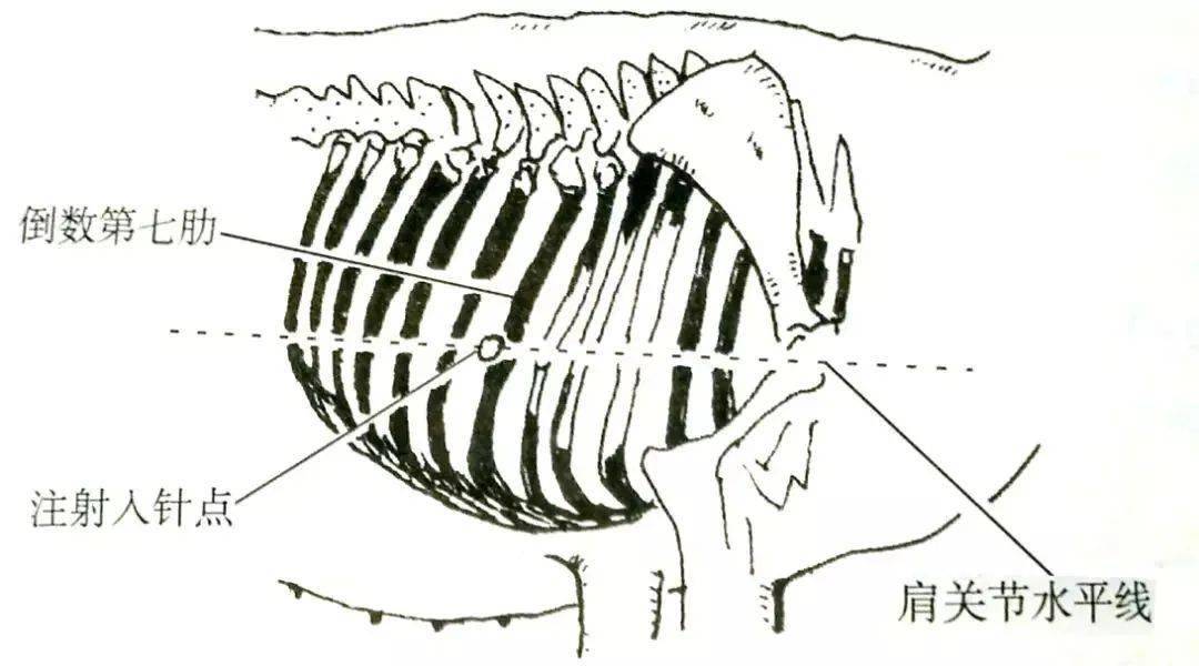 你会给猪打针吗猪场常见的六种打针方法一学就会