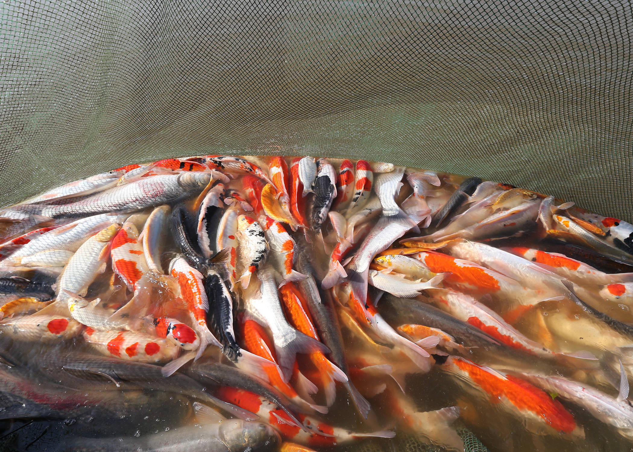 浙江湖州:锦鲤喜丰收