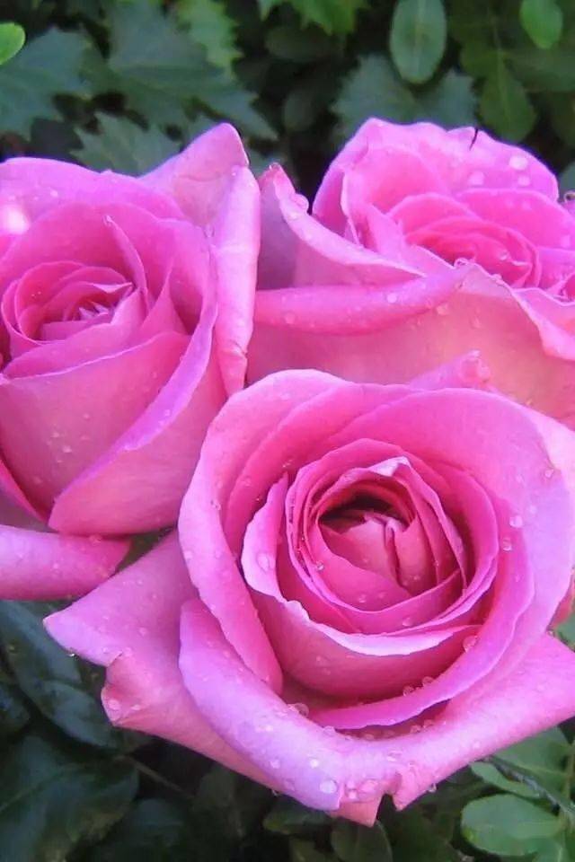 罕见的99朵玫瑰看到是有福气的人