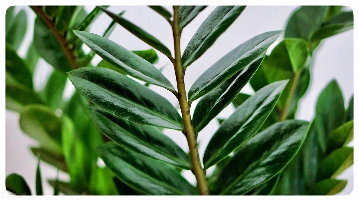 养护得当的植物,叶子的确会油光发亮.