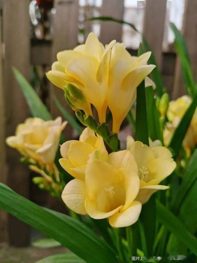 你们的小苍兰开花了吗