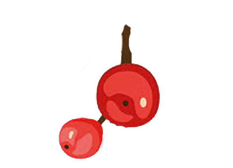 樱桃小庄插图图片