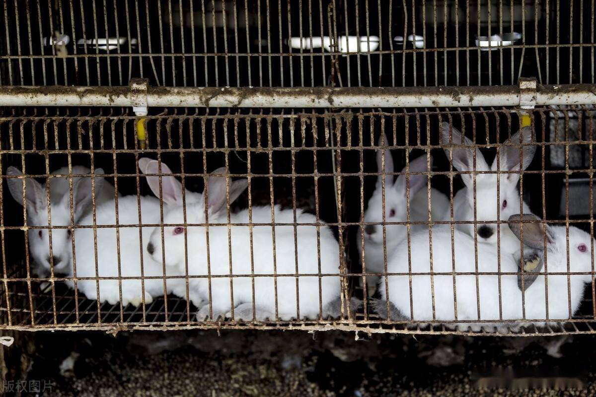 兔子假孕的危害 兔子假孕对兔子有害吗