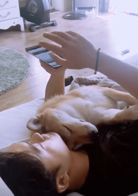 抱着狗子玩手机手机砸了狗子一脸然后