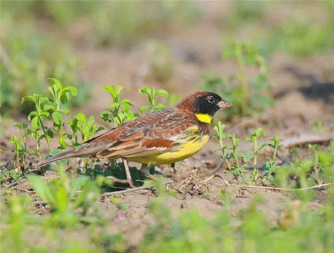 保安湖科普小课堂:鸟类科普之黄胸鹀