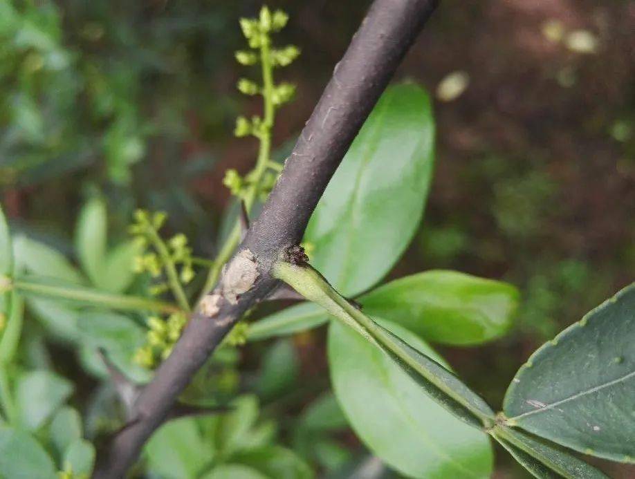 在寒冬下的青花椒该如何安全地过冬?_花芽