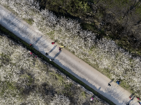 惊艳春节假期樱李而来天适樱花悠乐园赏浪漫樱花仙境