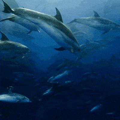 f642a61c798d4d7694b127383754a839.gif
