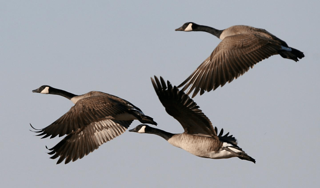 哈哈哈,我们大雁会关心每一个团队成员,当然不会让这样的事情发生.