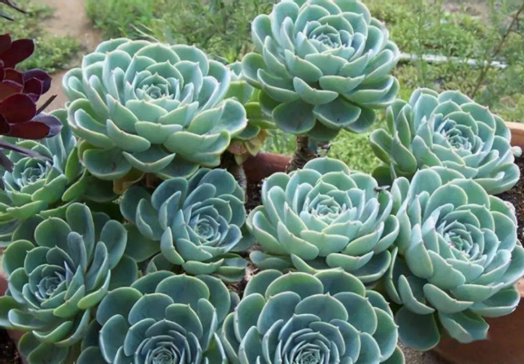 怎么将多肉玉蝶养成老桩 关键在于日常多注意这几个细节 种植