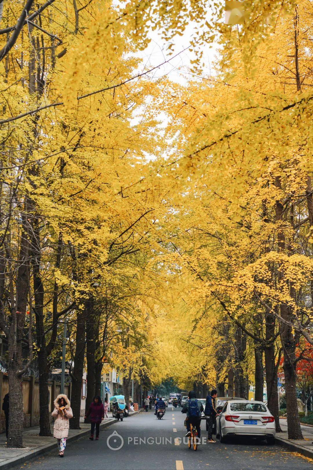 锦绣巷被当地人评为最美银杏街之一,短短百来米,密集地种了两排百年老