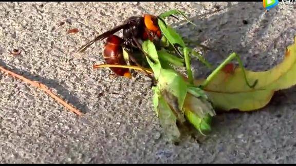 螳螂与虎头蜂生死决斗虎头蜂瞬间将它斩首