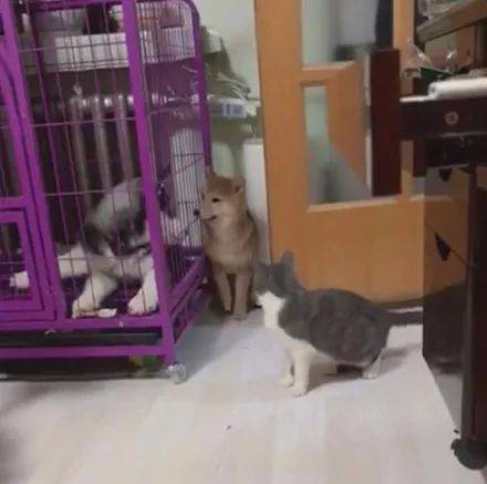 柴犬被貓打得很慘，它直接找二哈幫忙，結果二哈的舉動笑噴了.... 萌趣萌寵 第2张