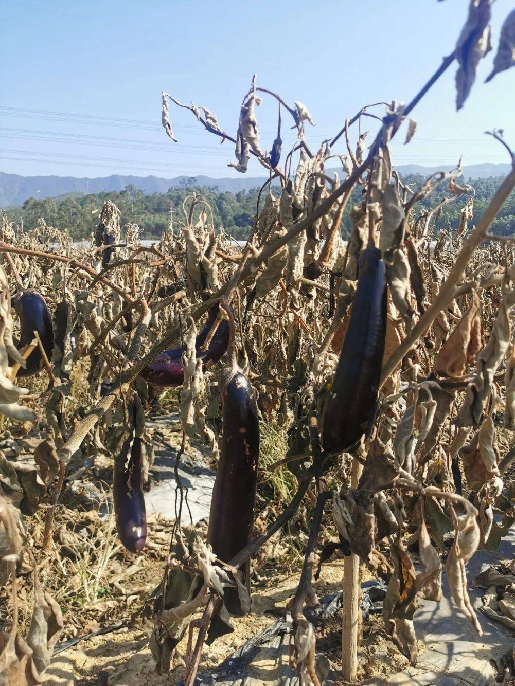 "20亩待采的茄子全军覆没,损失惨重".