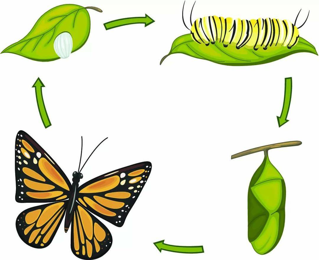 蝴蝶的生长过程图画图片