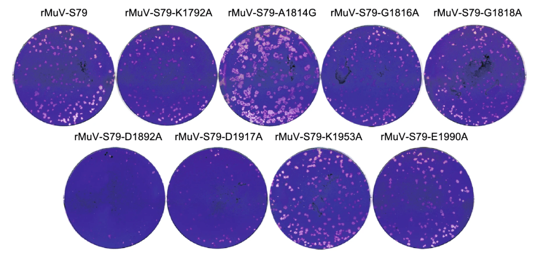 图6 感染重组muvs的棉鼠肺部免疫组化染色切片观察.