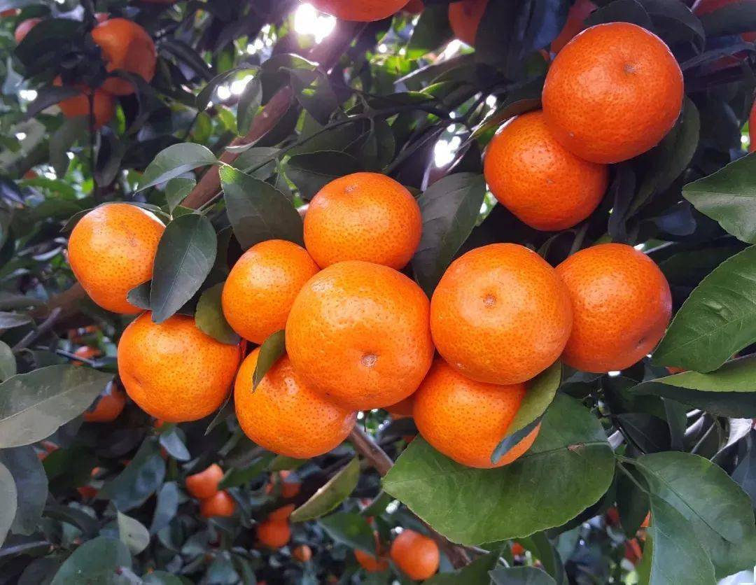 广西柑橘人:行情好时抢着要,低迷就耍流氓?