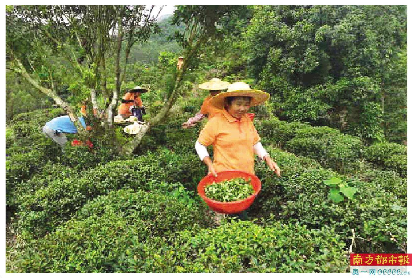 村企合作打造“脱贫茶”产业扶贫带动增收致富