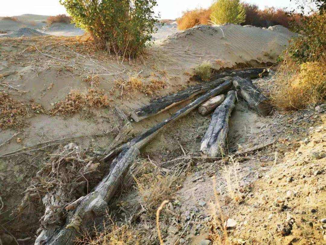 敦煌万亩沙漠防护林被毁调查组一查到底