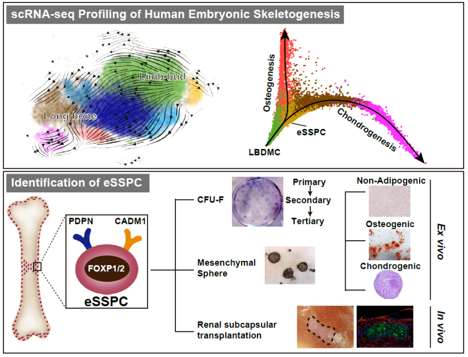 cellres岳锐刘兵朱恒合作揭示早期人类胚胎骨骼干细胞起源
