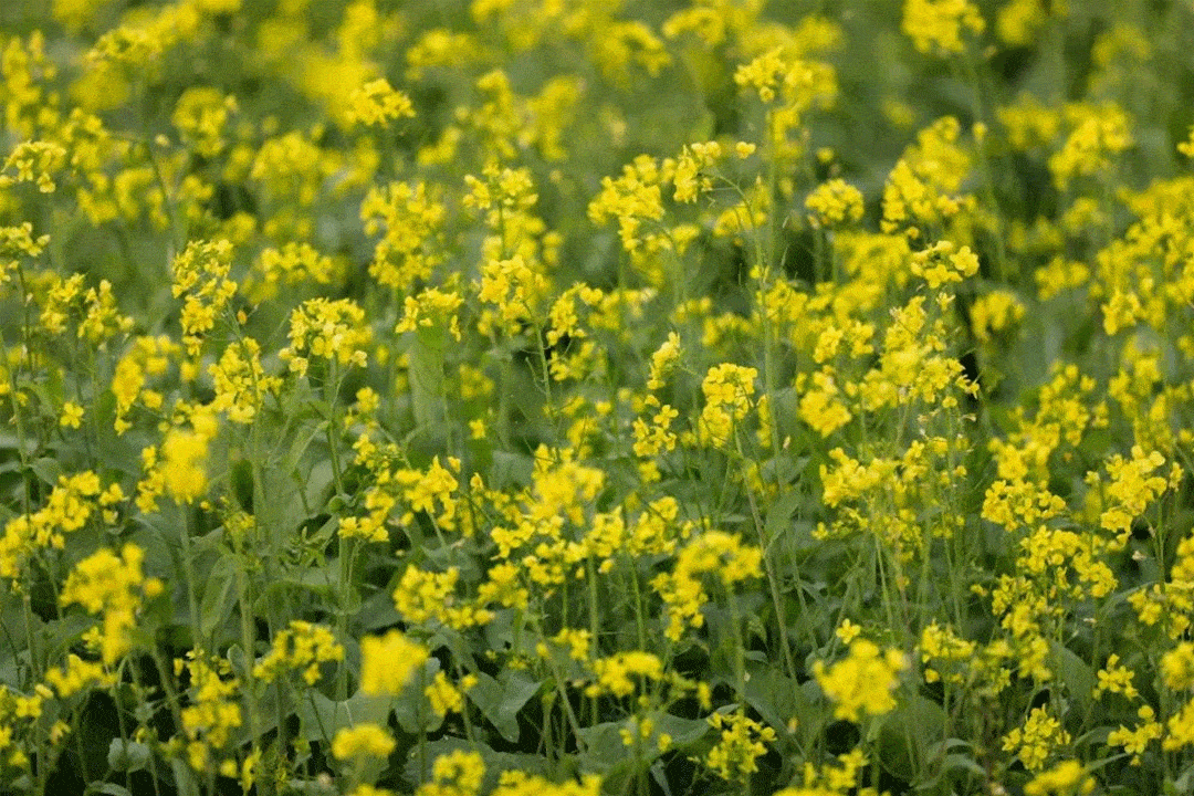 厦门直冲30樱花油菜花花海怒放美翻了