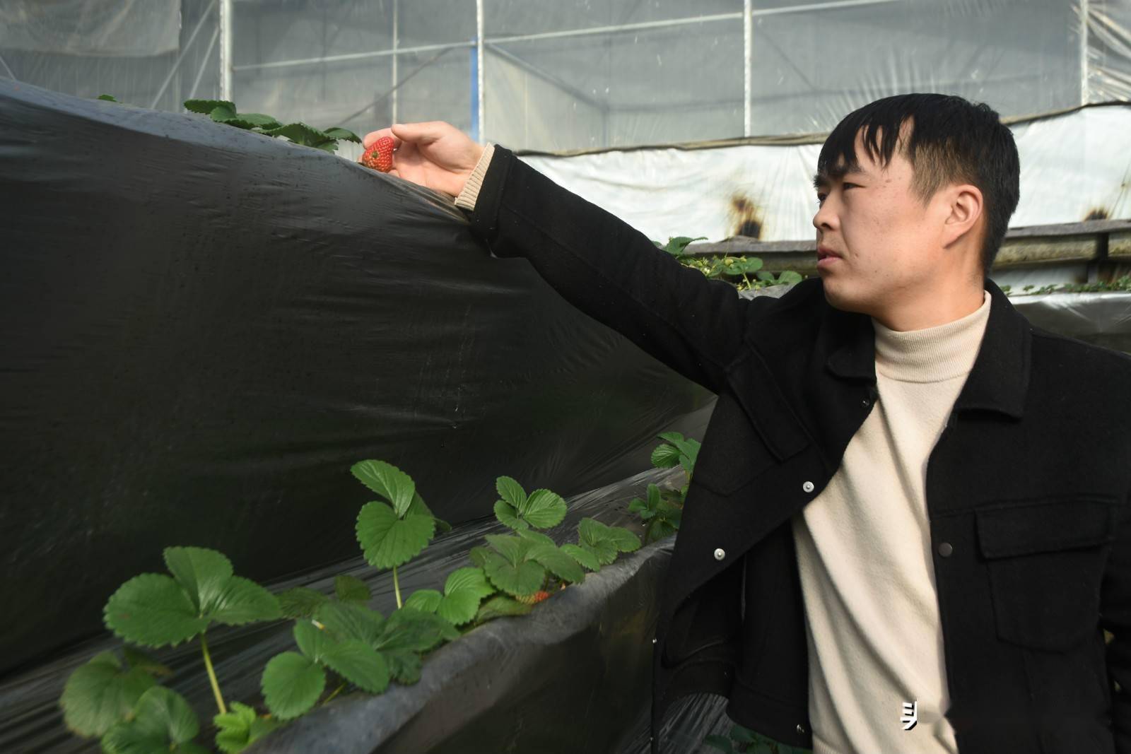 大棚草莓花樣多無土栽培套種大蒜農村小夥搞種植有一套