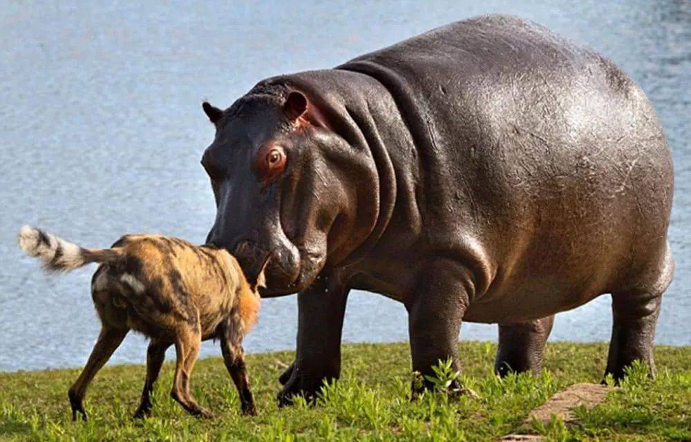 鬣狗隔空挑衅河马河马上岸后一脸的蒙圈