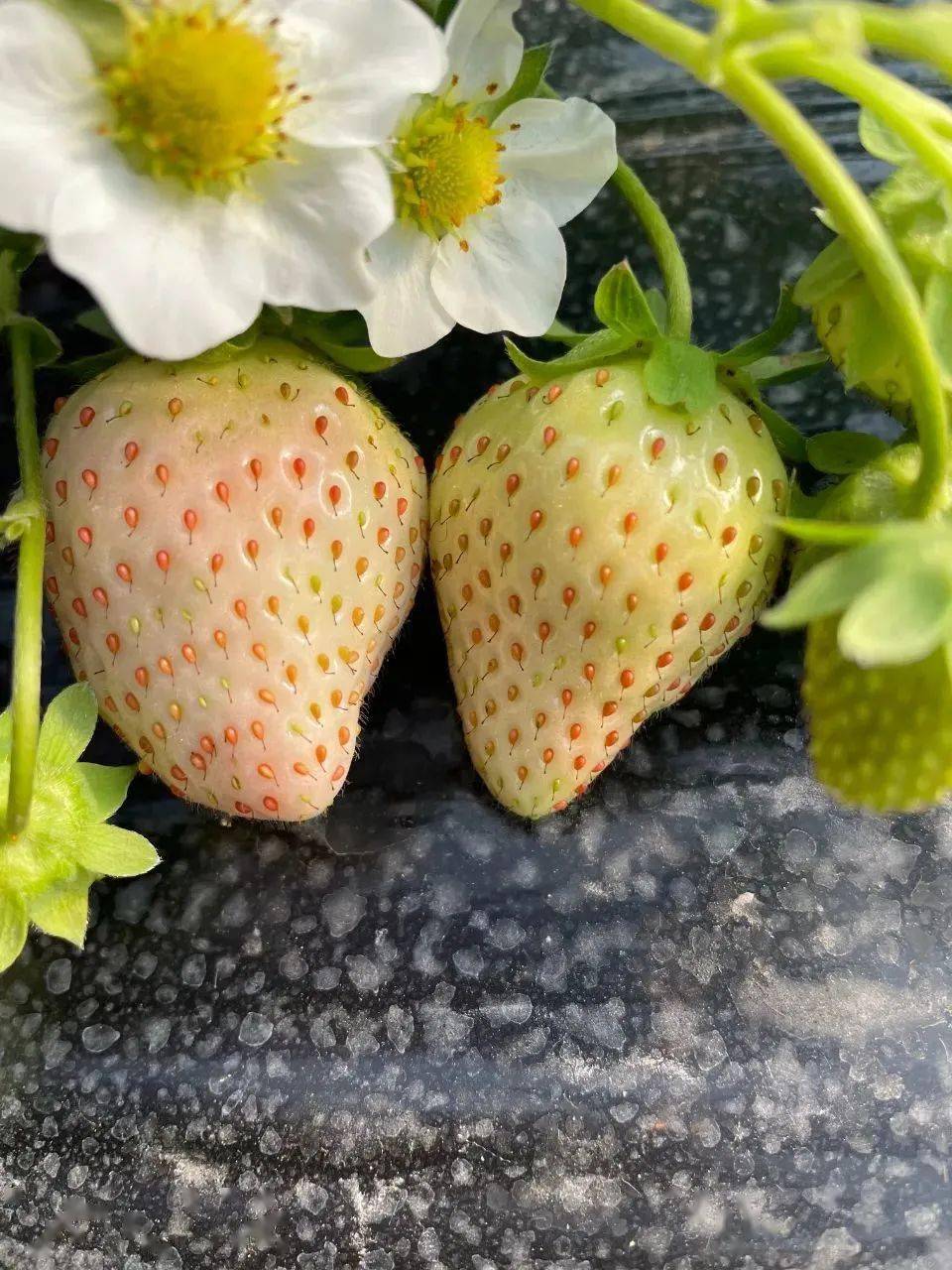 奶油草莓是白色的吗（奶油品种草莓生长特性）