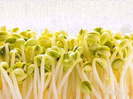 天然有机芽苗菜让您吃出清新感