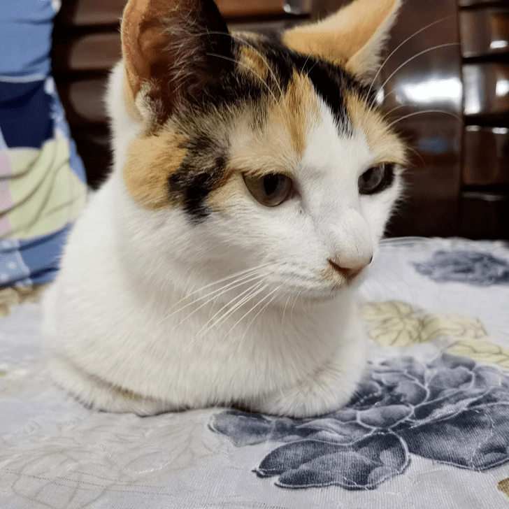 待领养猫cat2180花花