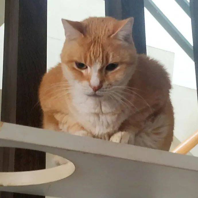 铲屎官家这只猫,有点强壮啊,惹不起