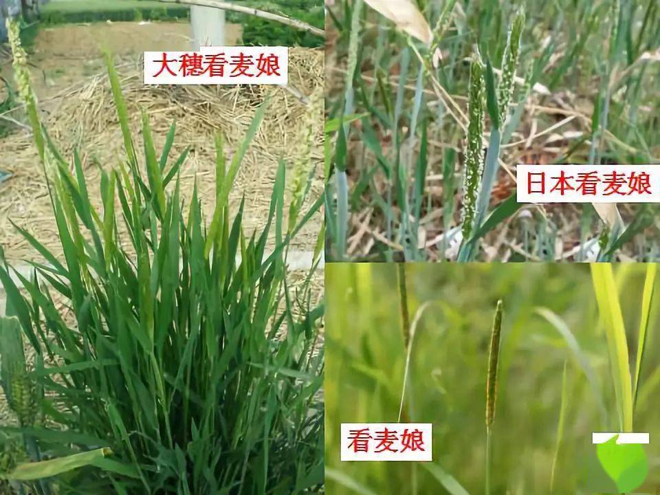 小麥田禾本科雜草詳細識別