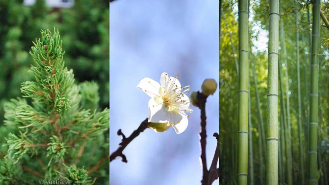 松竹梅植物搭配图片