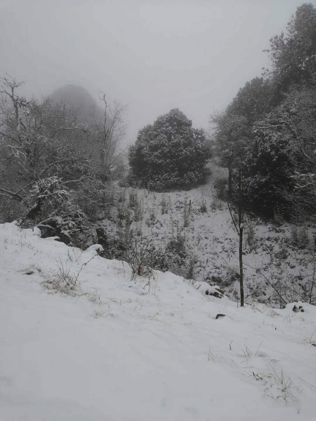 最美不过下雪天:2021年的第一场雪美了香柏场,也美了道人山